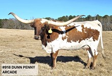 DUNN PENNY ARCADE