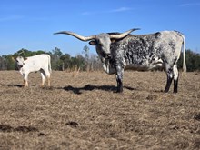 HORSESHOE J HONEYBUN