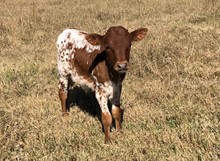 Pepper X DAH bullcalf