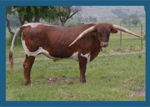 Darlene's Style 2018 steer