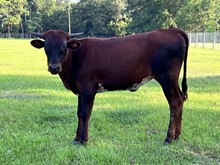 Investment Heifer Calf