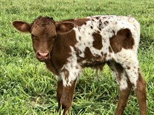 Bull Calf 232