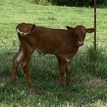 DAH x TXN Beulah 