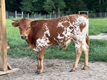 TS Buckeroo