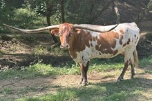 Rim Rock's Sara 898