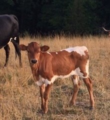 Pilldbury heifer 2016