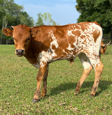 Dunn Solo Bull Calf